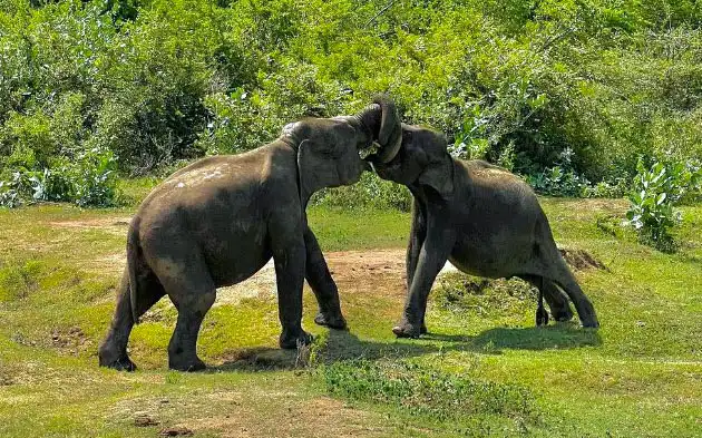 Udawalawe National Park